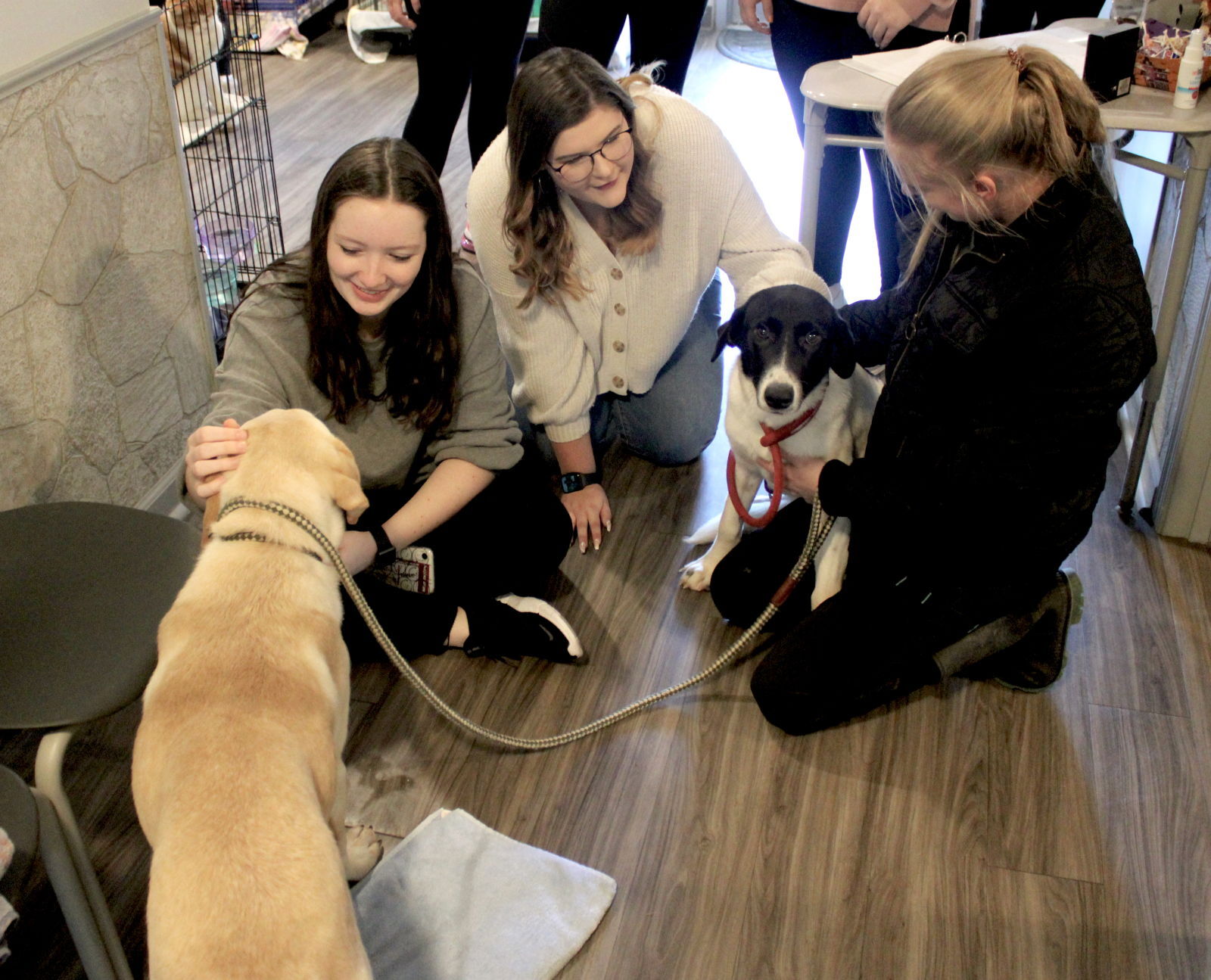FCCLA gives dogs at the Humane Society something to be thankful for
